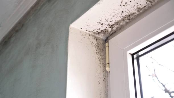 Professional Mold Removal in Mount Healthy Heights, OH