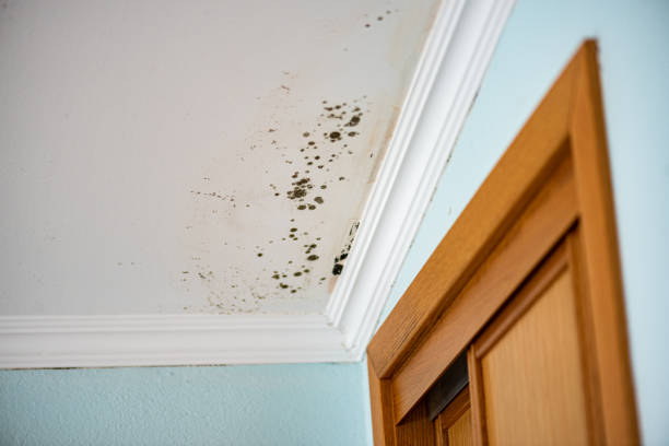 Best Home Mold Removal  in Mount Healthy Heights, OH