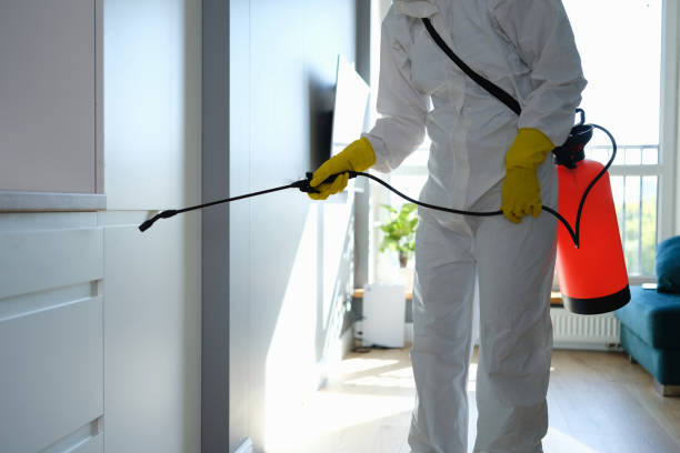 Best Local Mold Removal Service  in Mount Healthy Heights, OH