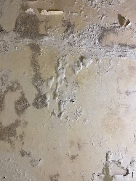 Mold Removal and Inspection in Mount Healthy Heights, OH