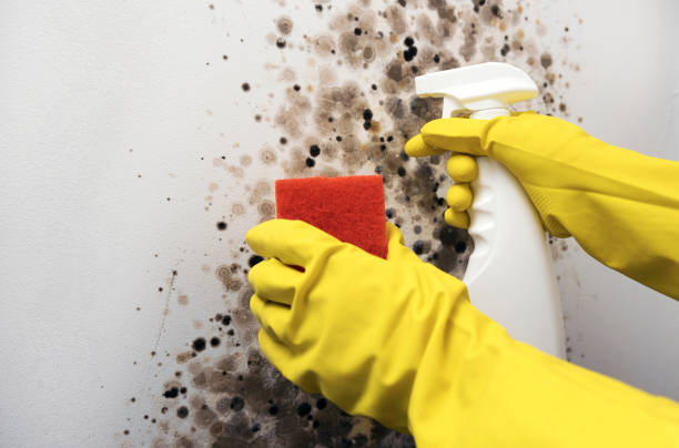 Best Crawl Space Mold Removal  in Mount Healthy Heights, OH