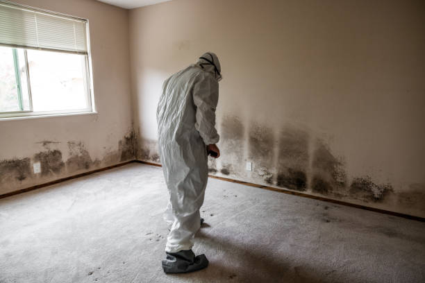 Best Toxic Mold Removal  in Mount Healthy Heights, OH
