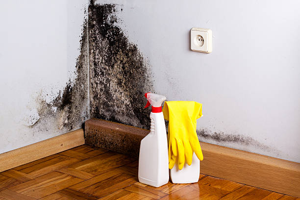 Best Mold Damage Repair  in Mount Healthy Heights, OH