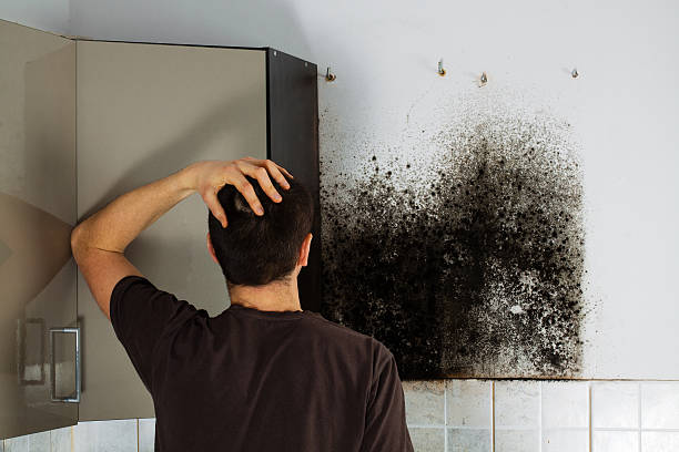 Best Commercial Mold Removal  in Mount Healthy Heights, OH