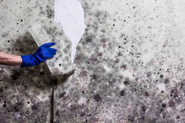 Best Fast Mold Removal  in Mount Healthy Heights, OH
