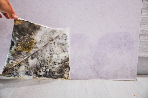 Best Professional Mold Removal  in Mount Healthy Heights, OH